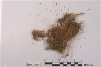 藏品(曲尾苔科)的圖片